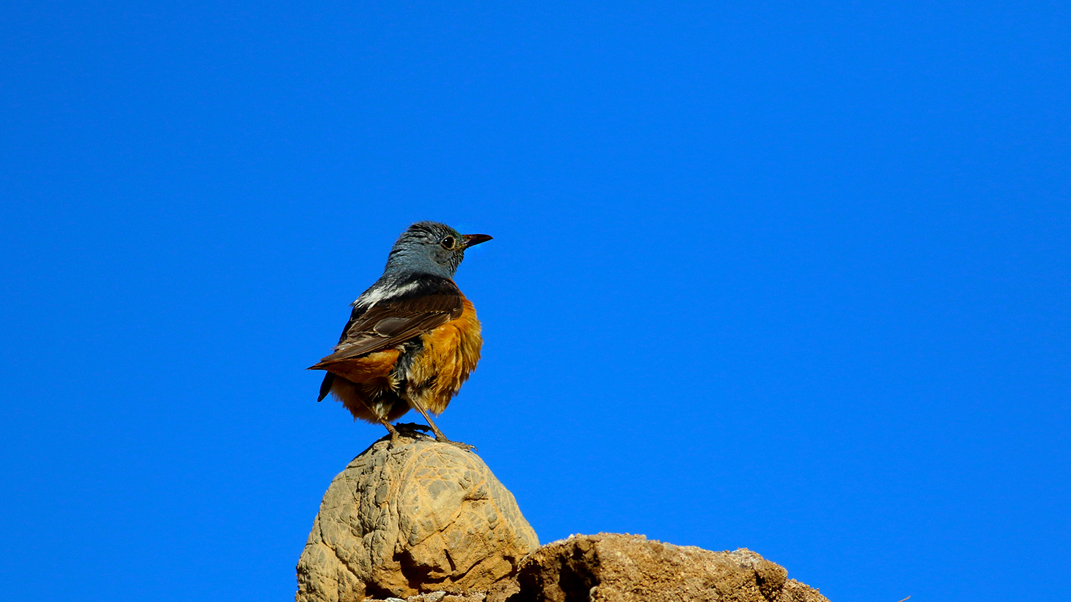 Rufous-tailed Rock-Thrush